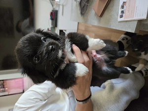 Chihuahua pekinese mix Bild 2