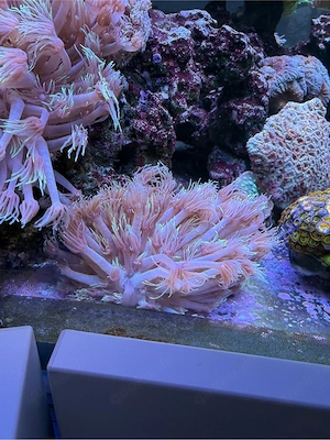 Meerwasser Korallen Bild 5