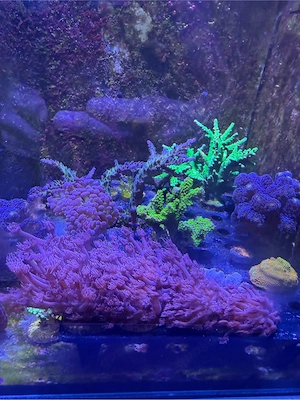 Meerwasser Korallen Bild 2