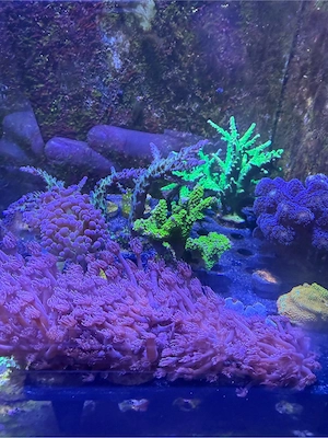 Meerwasser Korallen Bild 4