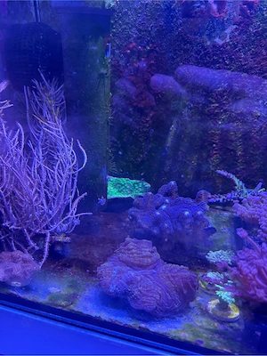 Meerwasser Korallen Bild 3