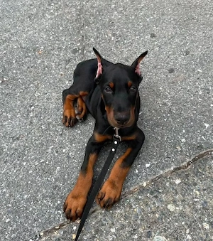 Reinrassige Dobermann Welpen!