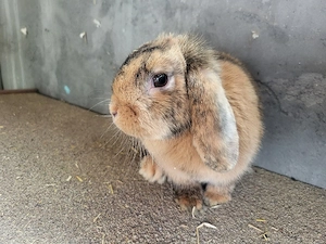 Hübsches Zwergwidder Mädchen 