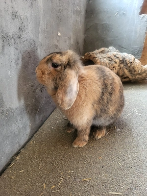 Hübsche Zwergwidder Zwergkaninchen   Bild 3