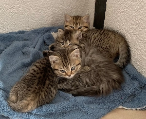 BKH Kitten zu verkaufen, Männchen und Weibchen