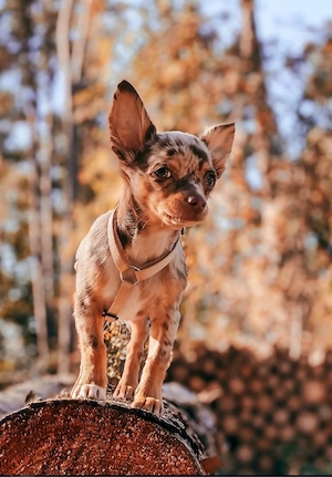 Deckrüde Chihuahua Schokomerle 