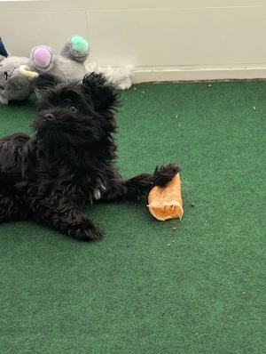 Yorkshire Terrier Welpe 16 Wochen alt abzugeben