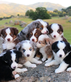 Australian Shepherd Welpen!!