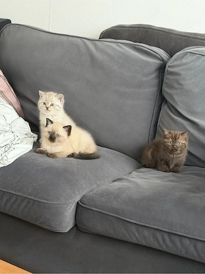 Britisch Kurzhaar  Langhaar Kitten