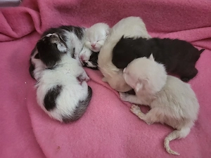 zuckersüße BKH BLH kitten 