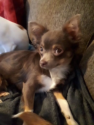 Chihuahua Hündin Chakira 10 Jahre