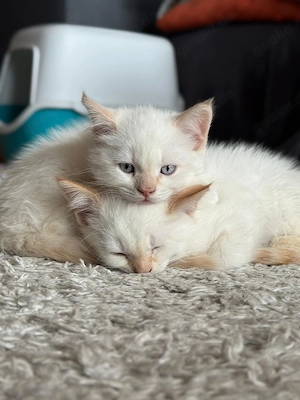 MaineCoon Kitten m w