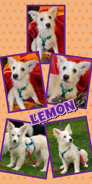 wunderschöner, lieber Welpenjunge "Lemon" sucht ein liebevolles Zuhause 