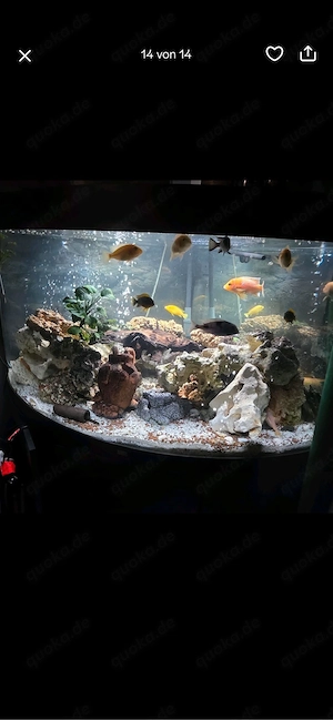 wunderschönes Aquarium 