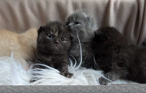 Wunderschöne BKH Perser Kitten 