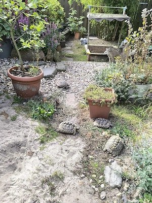 Aufnahme Schildkröten 
