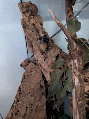 Madagascar Fauchschabe