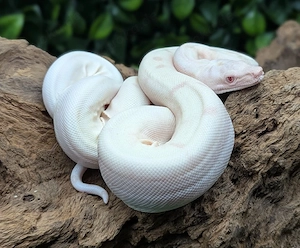 Boa ci Hypo Crystal VPI 