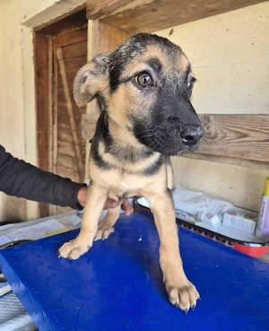 Welpenrüde 273750 sucht seine Menschen