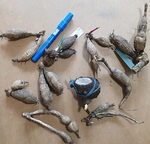 9x Dahlien Mix, 1x Wunderblume