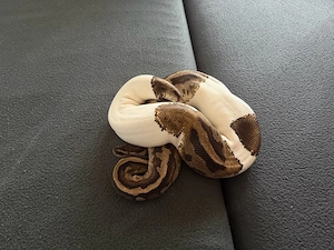 Königspython piebald