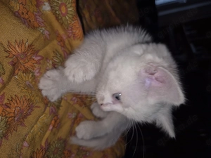 Katzenkinder abzugeben