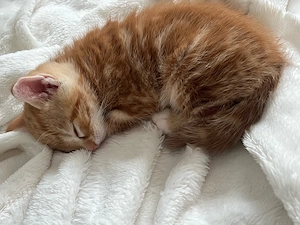 zwei babykatzen zum verkauf 