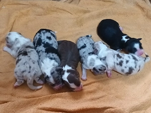 Australian Shepherd welpen 