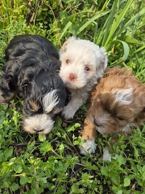 Zuckersüße Bolonka Zwetna Welpen 