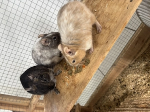 3 Degu Männchen abzugeben 