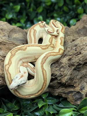 Boa ci Hypo Labyrinth 