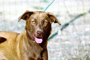 Amendoa - ein kesses Mädchen