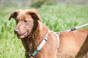 Amendoa - ein kesses Mädchen