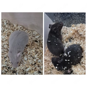    Kleine Hamsterbabys suchen dich!    8 Wochen alt, verschiedene Farben