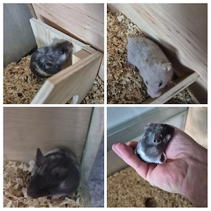    Kleine Hamsterbabys suchen dich!    8 Wochen alt, verschiedene Farben Bild 2