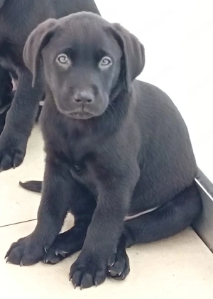 Labrador Welpen noch 2 Rüden
