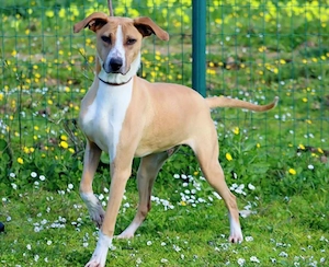 Bachi - ein liebenswerter Schatz