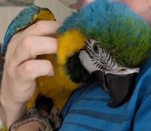 Liebervoller Ara sucht ein Zuhause