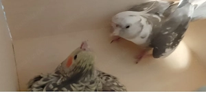 nehme vögel auf  aller art 