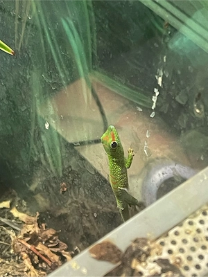 Phelsuma grandis