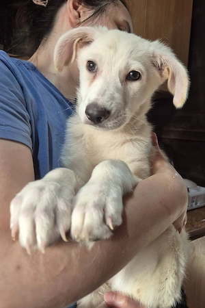 Welpenrüde 273764 möchte gerne die Welt erobern - Vielleicht mit DIR?