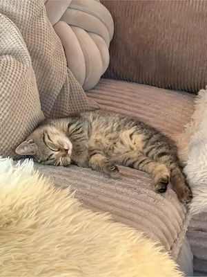 Letztes Edelmix Kitten sucht noch ein zuhause