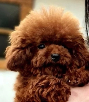 Toypudel red fawn brown , 14 Wo alt, suchen ab sofort ihre Familie