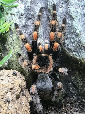 Biete 1.0 Vogelspinne Brachypelma smithi ex.annitha Bild 4