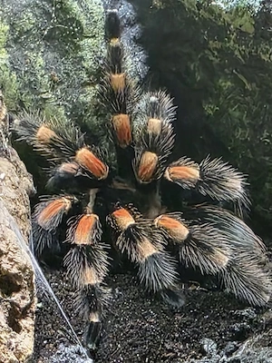 Biete 1.0 Vogelspinne Brachypelma smithi ex.annitha Bild 5