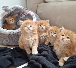 Reinrassige Maine Coon Kitten