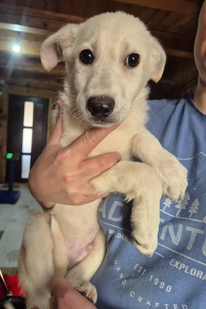 Welpenrüde 273765 rockt die Welt - Vielleicht mit DIR?