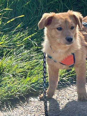 Zuckerschnute Enya sucht ihr Für-immer-Zuhause