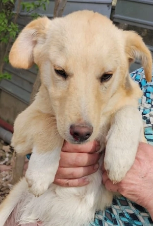 Balu ist 4 Monate und wird ca. 50 cm. 