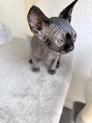 Zwei bezaubernde Sphynx-Kitten suchen ein liebevolles Zuhause